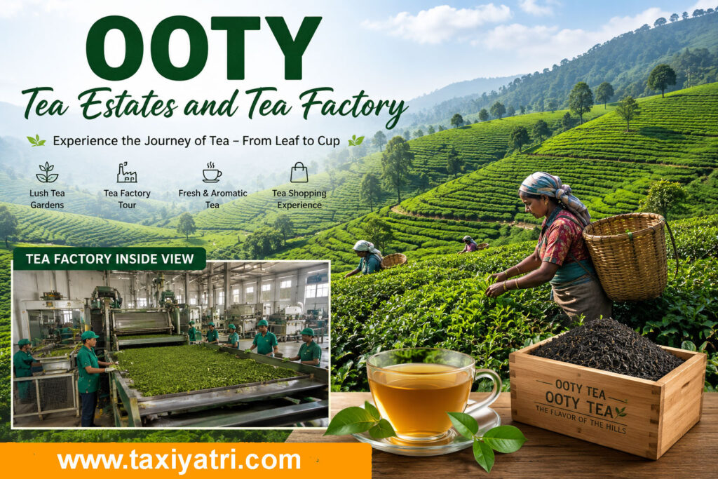 Ooty Tea Estates